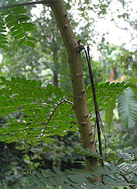 Brazilwood/ Sappanwood
